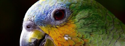 foto: alvaroas8a0 / pixabay.com