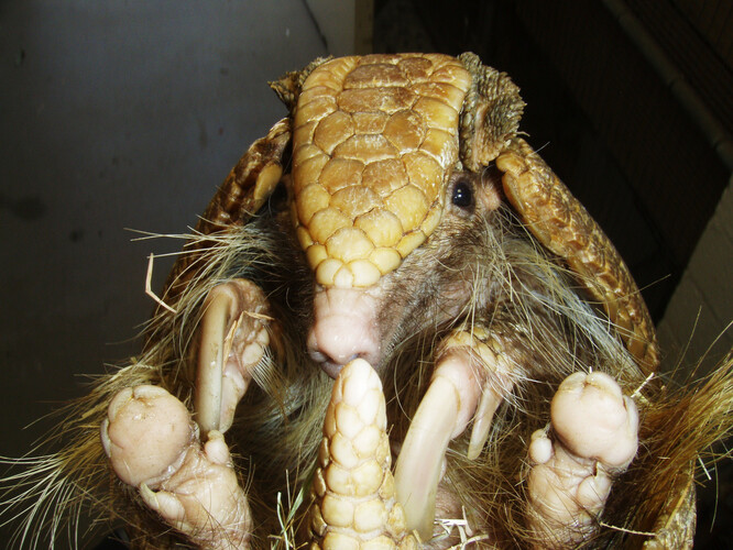 Pásovec třípásý