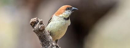 Vrabec rezatý Foto: Koshy Koshy Flickr