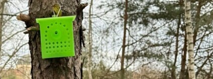 Pasti pomohou při monitoringu sršně asijské Foto: MŽP ČR
