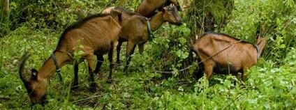 Pastva koz v národní přírodní památce Peklo na Liberecku Foto: Šárka Mazánková AOPK ČR