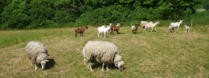 Foto: Magistrát hlavního města Prahy