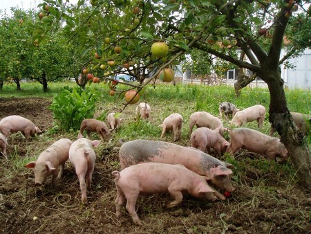 V ČR se chová 45 % ovcí a 37 % koz v ekorežimu, u koní jde zhruba o pětinu a u skotu o šestinu. Ekochov drůbeže nebo prasat je vzácností