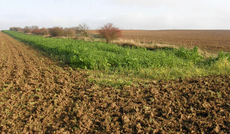 Jednoletá pastevní směs pro mimovegetační sezónu.