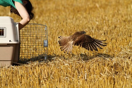 Vypouštění poštolky ze záchranné stanice v Pátku