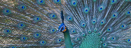 Páv zelený Foto: JJ Harrison / Wikimedia Commons