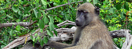 Pavián čakma. Foto: Arno & Louise/flickr.com Pavián čakma. Foto: Arno & Louise/flickr.com