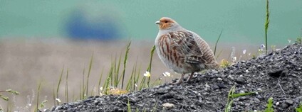 Koroptev polní Foto: Pavla Tomková AOPK ČR