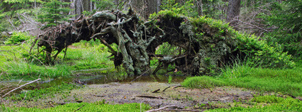 Foto:  David Palocha / Wikimedia Commons