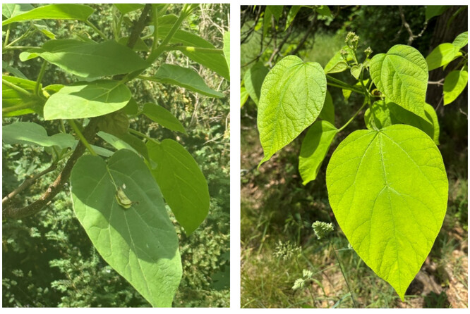 Pavlovnia (vlevo) a katalpa (vpravo). Mladí jedinci obou druhů jsou si dost podobní, mají bujný růst a velké srdčité listy.