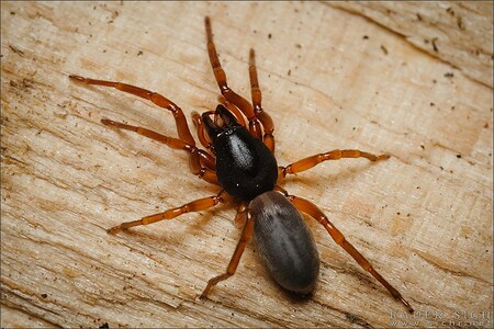 Šestiočka vidlozubá