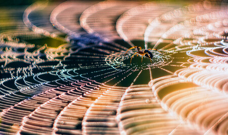 Význam pavouků pro ochranu zemědělské produkce nebo omezení šíření hmyzem přenosných chorob je nepopiratelný.