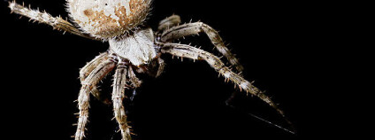 Samec, nebo samice? Foto: Fir0002 / Wikimedia Commons