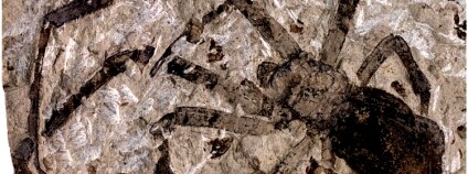 Nejstarší pavouk. Foto: Paul Selden/University of Kansas