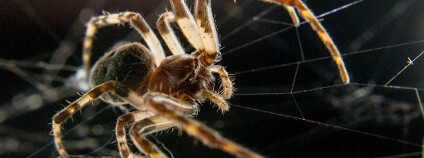 Foto: Mista Sparkle / Flickr