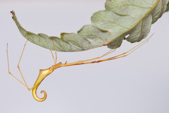 Pavouk Ariamnes uwepa patří mezi ty druhy pavouků, které se po havajských ostrovech rozšířily.