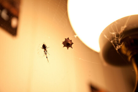 V pavoučí místnosti oxfordské laboratoře chová McGregor 10.000 pavouků druhu snovačka skleníková (Parasteatoda tepidariorum), stejně jako celou menažérii dalších zneklidňujících tvorů od stonožek po tarantule.