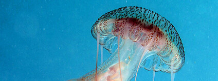 Talířovka svítivá Foto: Kevin Bryant Flickr