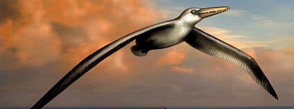 Rekonstrukce největšího létajícího ptáka Pelagornis sandersi. Foto: Liz Bradford