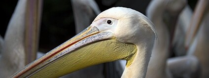 Pelikán bílý Foto: M van Ree Flickr