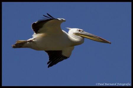 Liberecká zoo chová pelikány bílé od roku 1975, první úspěšný odchov se jí ale povedl až v roce 1999 a poté v dalších deseti letech jen jednou.