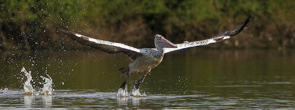 foto: Francesco Veronesi / Flickr.com