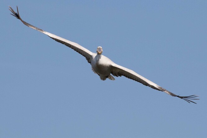 Pelikán kadeřavý, s maximálním rozpětím křídel k 3,5 metrům, aspiruje na světové prvenství ve velikosti.