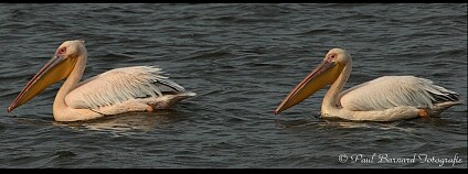 pelikán bílý. Foto: Paul Barnard/Flickr