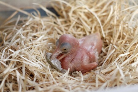 Tento druh pelikánů dvorská zahrada pravidelně rozmnožuje jako jediná v Evropě