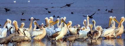 Pelikáni v Izraeli Foto: Ziva &amp; Amir Flickr