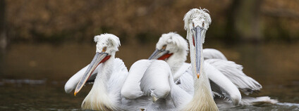 Pelikáni skvrnozobí Foto: Lukáš Pavlačík / ZOO Dvůr Králové