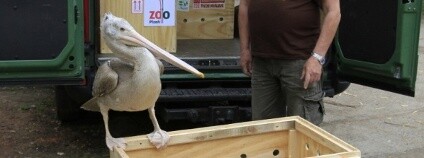 Pelikán skvrnozobý Foto: Simona Jiřičková / ZOO Dvůr Králové