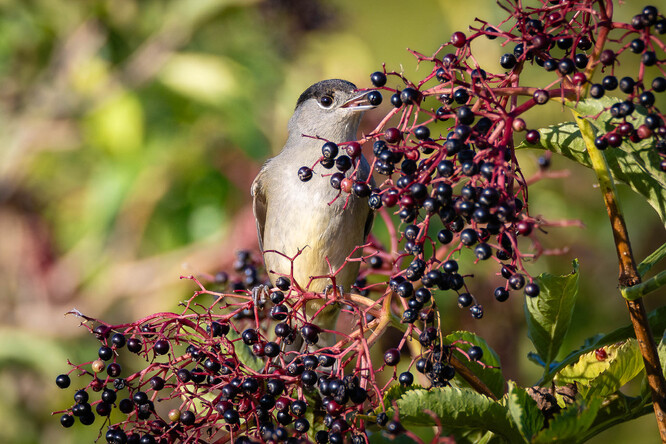 Samec na bezinkách.
