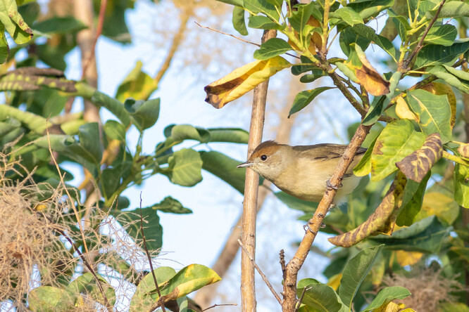 Samice pěnice černohlavé.