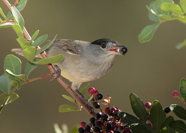 Pěnice černohlavá