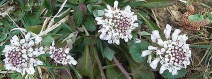 Penízek modravý. Foto: Konrad Lackerbeck/Wikimedia Commons