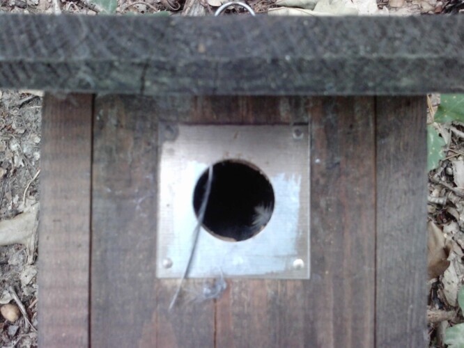 Chumáč peří ve vletovém otvoru i na zemi znamená, že hnízdění skončilo neúspěšně, a to díky šikovným tlapkám kuny.