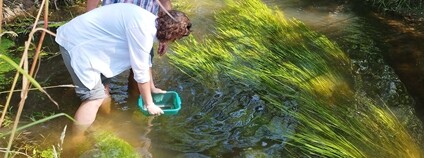 Vypouštění perlorodek do Malše Foto: AOPK ČR