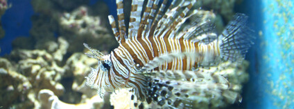 Perutýn ohnivý. Foto: Radomír Dohnal / Ekolist.cz