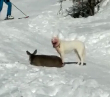 Pes na volno? Dalo se to očekávat.