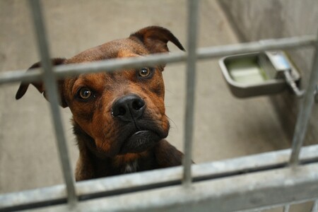 Počet zvířat, která jsou ročně přijata do útulků pražské městské policie, v posledních letech klesá. / Ilustrační foto