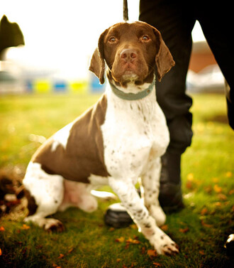 V čem spočívá výcvik psa na hledání otrávených zvířat? Třeba v tom, že se sám nesmí mršiny dotknout, aby se neotrávil. Ilustrační snímek