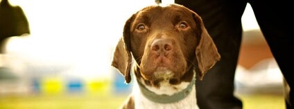 pes Foto: West Midlands Police Flickr