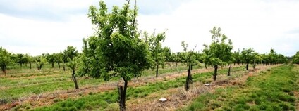 Sad Foto: Mendelova univerzita v Brně