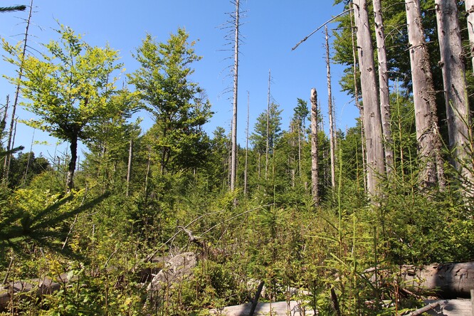 Pestré lesy v NP Šumava