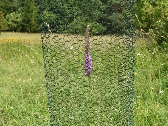 Pětiprstka hustokvětá.