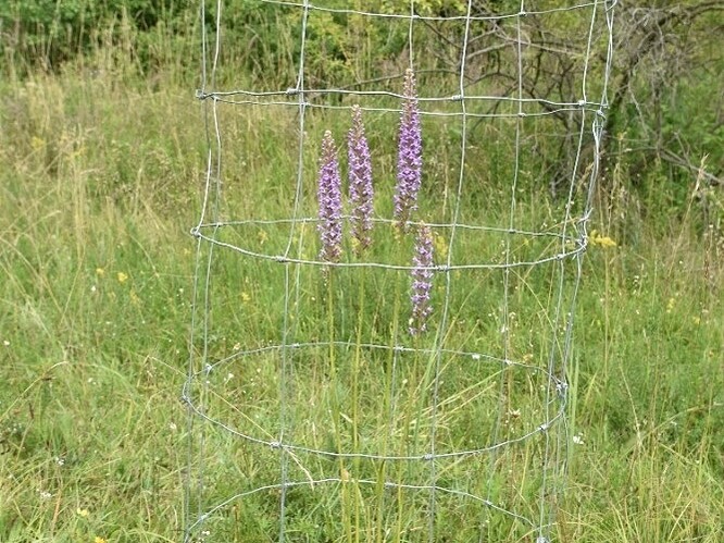 Pětiprstka hustokvětá.