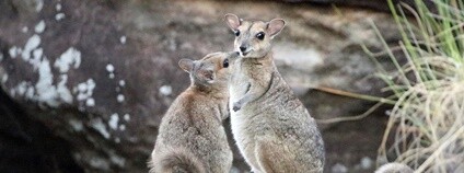 Warabi Foto: Richard Fuller Wikimedia Commons