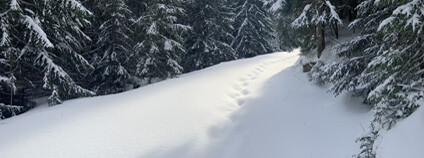 zasněžený les Foto: Správa NP Šumava