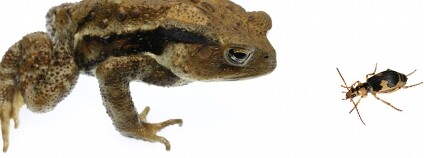 Foto: Shinji Sugiura / Biology Letters